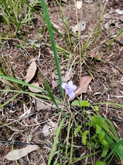 Viola silicestris