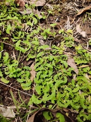 Viola silicestris