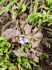 Viola silicestris