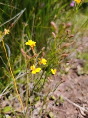 Goodenia paniculata