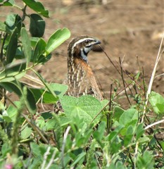 Coturnix delegorguei