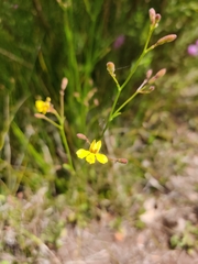 Goodenia paniculata