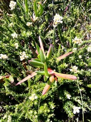 Carpobrotus deliciosus