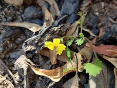 Goodenia rotundifolia