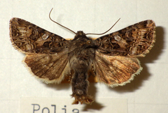 Anarta odontites