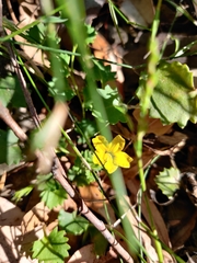 Goodenia rotundifolia