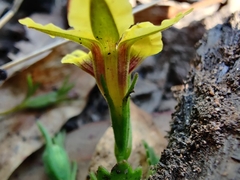 Goodenia rotundifolia