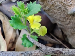 Goodenia rotundifolia