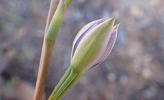 Thelymitra bracteata