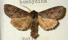 Polia bombycina