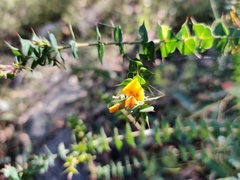 Pultenaea spinosa