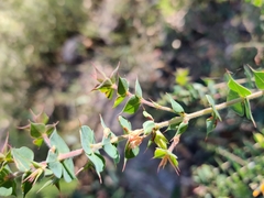 Pultenaea spinosa