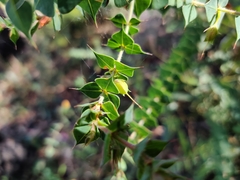 Pultenaea spinosa