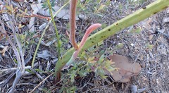 Thelymitra bracteata