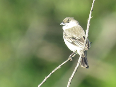 Sporophila pileata