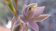 Thelymitra bracteata