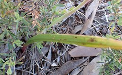 Thelymitra bracteata