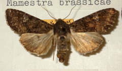 Mamestra brassicae