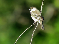 Sporophila pileata