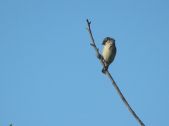 Sporophila pileata