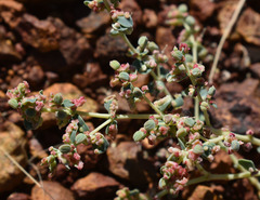 Euphorbia australis