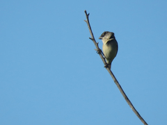 Sporophila pileata