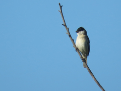 Sporophila pileata