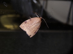 Detounda leptoplasta