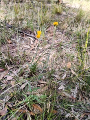 Chrysocephalum apiculatum stoloniferum
