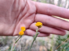 Chrysocephalum apiculatum stoloniferum