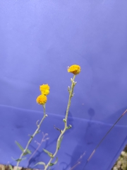 Chrysocephalum apiculatum stoloniferum