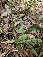 Chrysocephalum apiculatum stoloniferum
