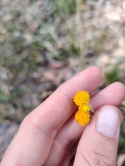 Chrysocephalum apiculatum stoloniferum