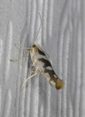 Argyresthia calliphanes