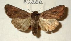 Lacanobia suasa
