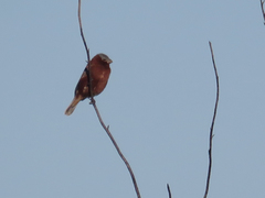 Sporophila cinnamomea