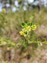 Pimelea hirsuta