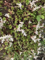Sedum ternatum