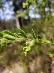 Pimelea hirsuta