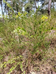 Pimelea hirsuta