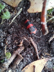 Eurymelops latifascia