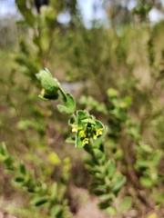 Pimelea hirsuta