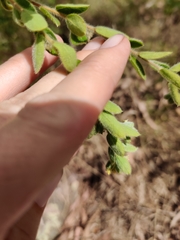 Pimelea hirsuta