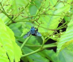 Xylocopa caerulea