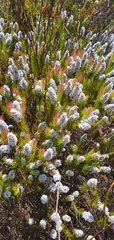 Spatalla mollis
