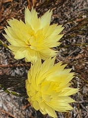 Syncarpha speciosissima