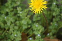 Taraxacum officinale