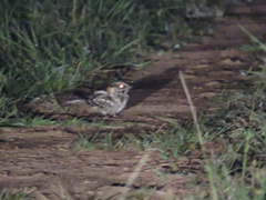 Nyctidromus albicollis