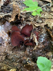 Wynnea americana