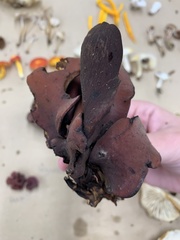 Wynnea americana